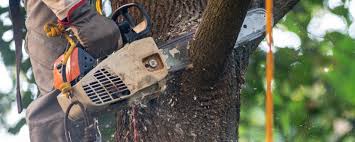 Best Tree Maintenance Programs  in Picnic Point, WA